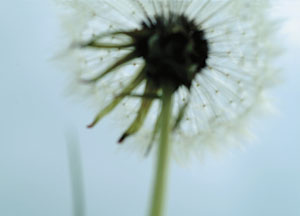 bildreich karten PK 60: löwenzahn I.