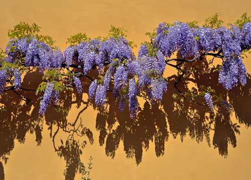 bildreich karten PK 1021: blauregen im sueden.