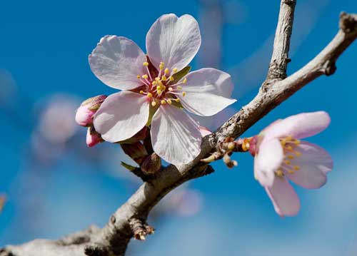 bildreich karten PK 1030: mandelblueten I.