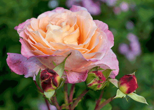 bildreich karten PK 1148: rosadiva.