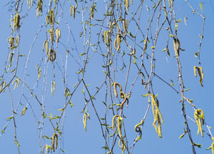 bildreich karten PK 126: frühling II.