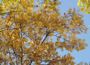 bildreich karten PK 192: herbsthimmel.