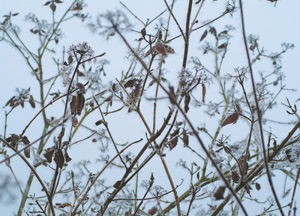 bildreich karten PK 194: rauhreif I.