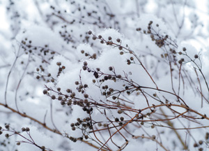 bildreich karten PK 197: schneedecke.