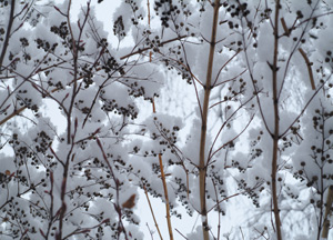 bildreich karten PK 199: schneekappen II.