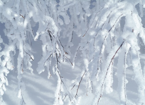 bildreich karten PK 201: im schnee.