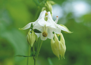 bildreich karten PK 252: akelei II.