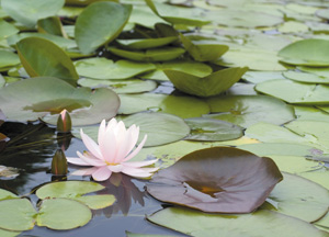 bildreich karten PK 269: divina flor.