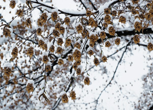 bildreich karten PK 282: schneebedeckt III.