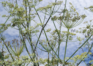 bildreich karten PK 329: foeniculum vulgare, fenchel.