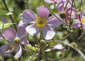 bildreich karten PK 365: anemonen.