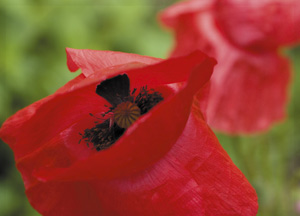 bildreich karten PK 366: sommerrot.