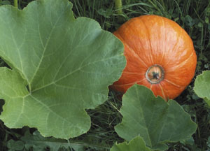 bildreich karten PK 406: cucurbita pepo, gartenkürbis.