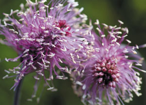 bildreich karten PK 424: lila wirbel.