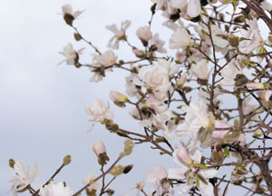 bildreich karten PK 430: au jardin du palais royal II.