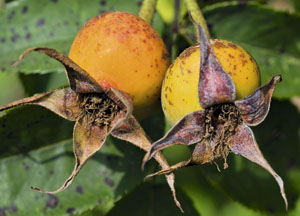 bildreich karten PK 462: nach einem grossen sommer.