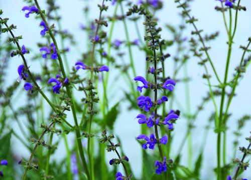 bildreich karten PK 507: am wegrand.