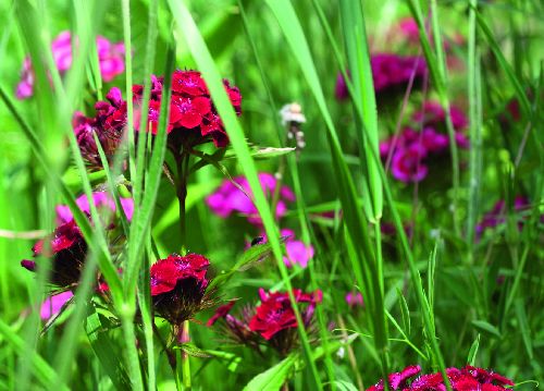 bildreich karten PK 516: nelken.