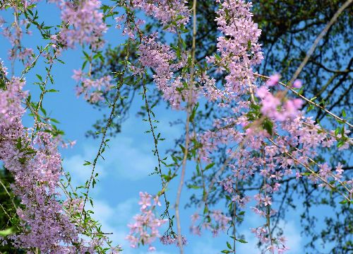 bildreich karten PK 530: bluetenschwarm.