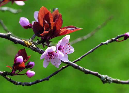 bildreich karten PK 534: duett.