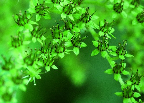 bildreich karten PK 539: chlorophyll.