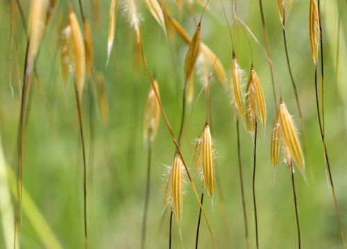 bildreich karten PK 613: zierlich ll.