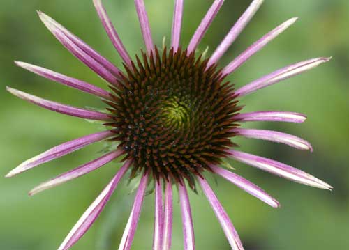 bildreich karten PK 700: sonnenhut.