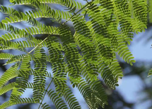 bildreich karten PK 715: federleicht.