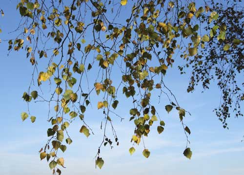 bildreich karten PK 735: birkenschleier.