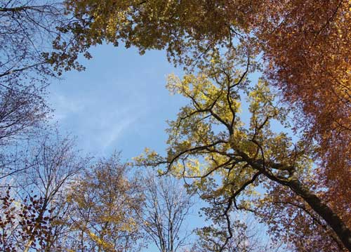 bildreich karten PK 736: pantheon.