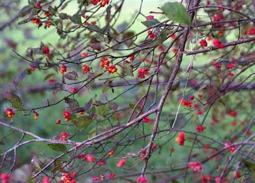 bildreich karten PK 740: pfaffenhuetchen.