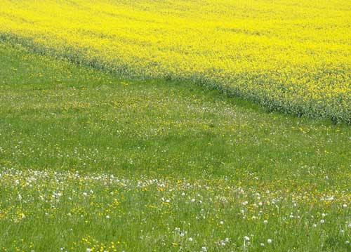 bildreich karten PK 786: blütenmeer.