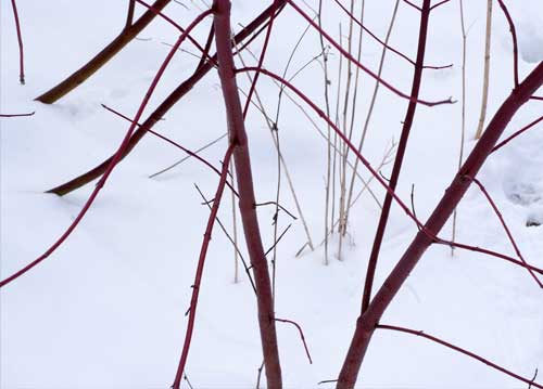 bildreich karten PK 884: überraschendes rot.