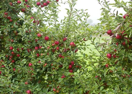 bildreich karten PK 957: apfelreich.