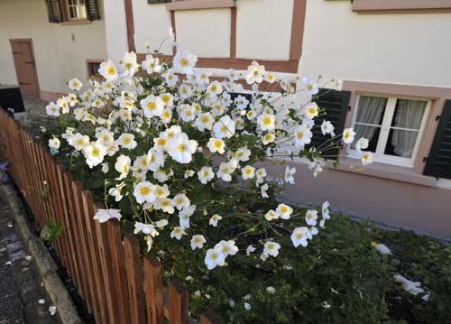 bildreich karten PK 960: gartenglueck.