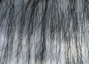 bildreich karten PK 59: trauerweide.