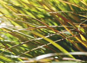 bildreich karten PK 85: herbstgras I.