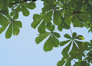 bildreich karten PK 249: sommerblätterdach II.