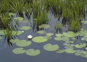 bildreich karten PK 267: nymphaea alba.