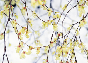 bildreich karten PK 273: zartes gelb II.