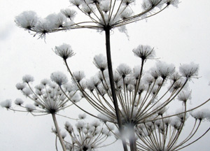 bildreich karten PK 279: wie leicht der schnee.