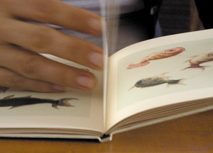 bildreich karten PK 301: der kleine goldfischteich.