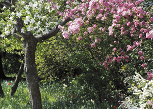 bildreich karten PK 307: im frühling.