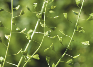 bildreich karten PK 331: capsella bursa-pastoris, hirtentäschelkraut.