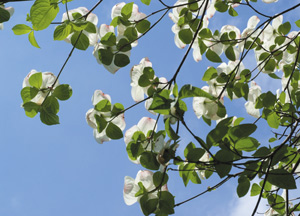 bildreich karten PK 415: im frühlingslicht.