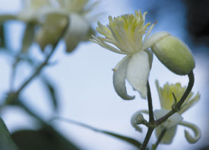 bildreich karten PK 417: clematis.