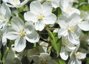 bildreich karten PK 418: birnenblüten.