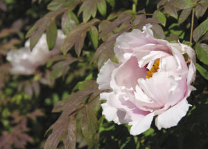 bildreich karten PK 420: chinesische päonie.