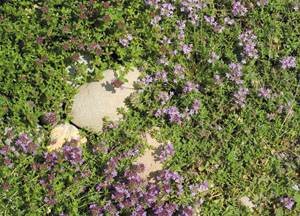 bildreich karten PK 437: thymian.