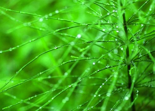 bildreich karten PK 528: fruehlingsregen.